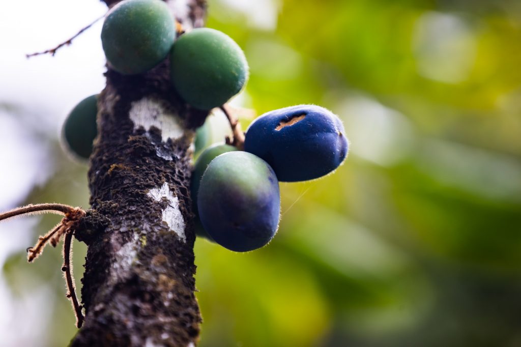 Cairns Food Tour